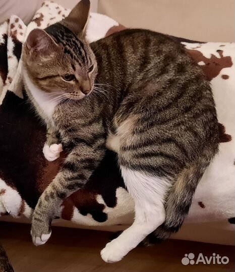 Крошечная кошечка была выброшена из дома