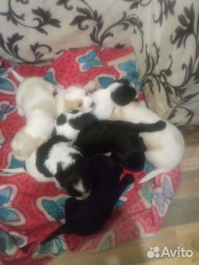 Щенок в добрые руки