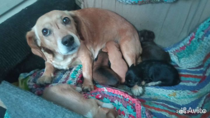 Собаки щенки маленькой породы