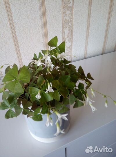 Комнатные цветы мадам ботерфляй