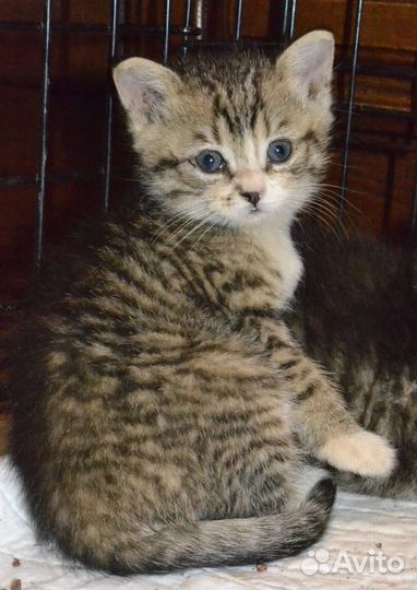 Красивые котята