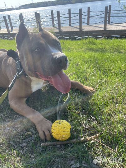 Вязка собак амстафф