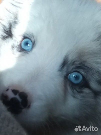 Бордер Колли с отправкой по россии