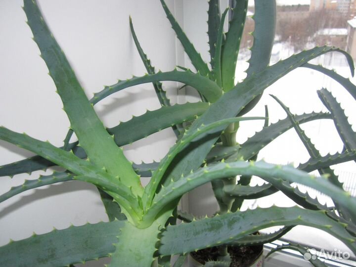 Алоэ лекарственный