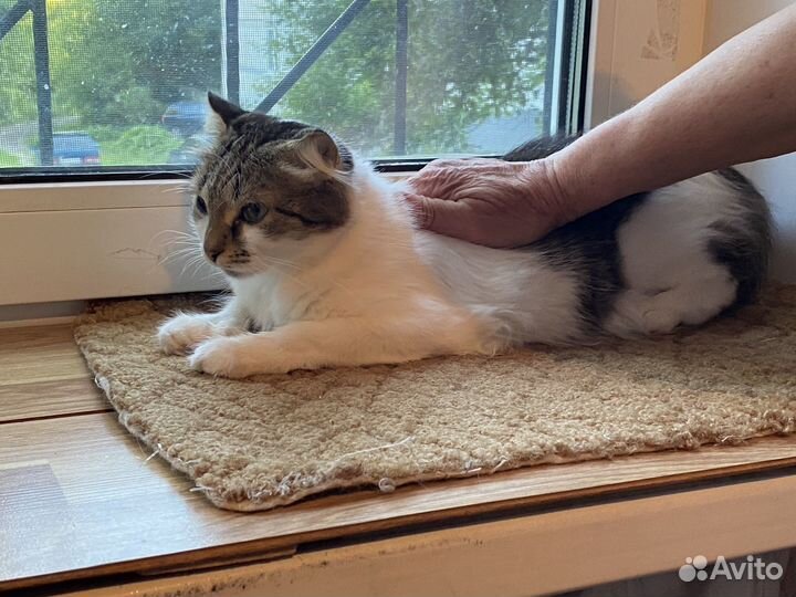 Вислоухая Кошка в добрые руки