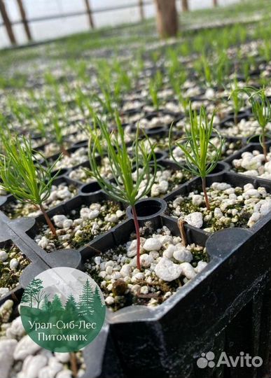 Сеянцы зкс Сосна Ель Лиственница окс Голуб Горн