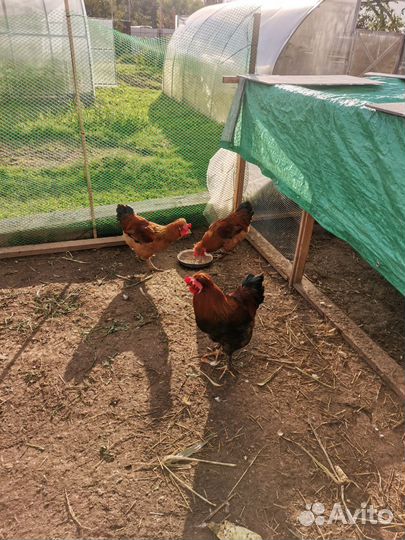 Молодые петухы хохлатые