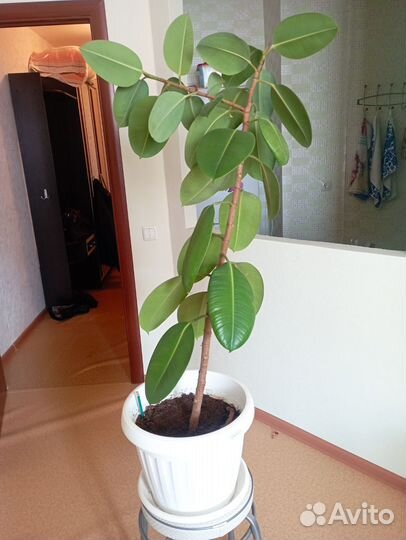Фикус каучуконосный