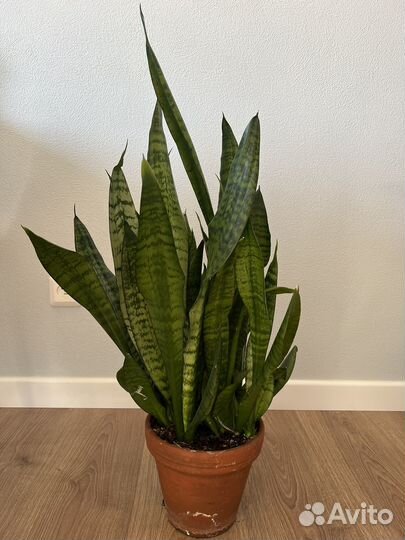 Сансевиерия зейланика 70 см