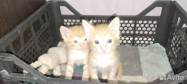 2 рыженьких котенка в добрые руки