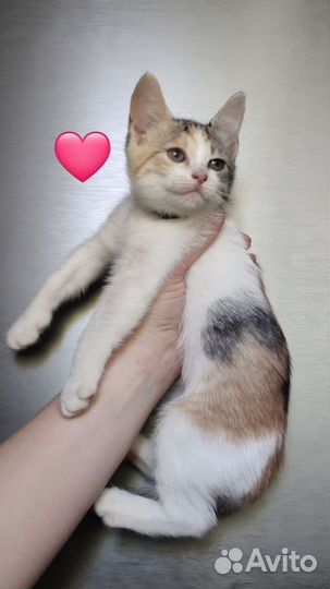 Котята домашние