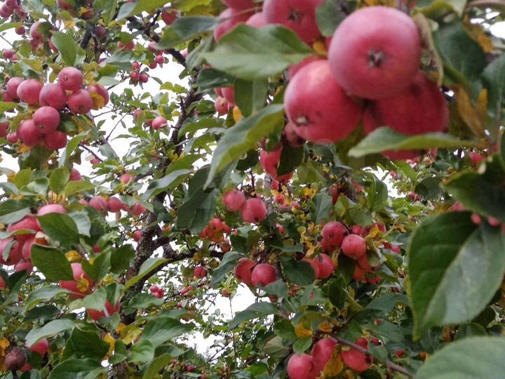 Дача 80 м² на участке 9 сот.