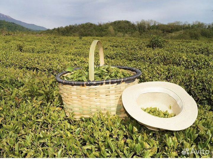 Экскурсия — Гагра — Гастротур поабхазии (Из Гагры)