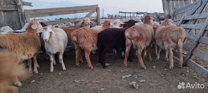Овцы бараны ягнята
