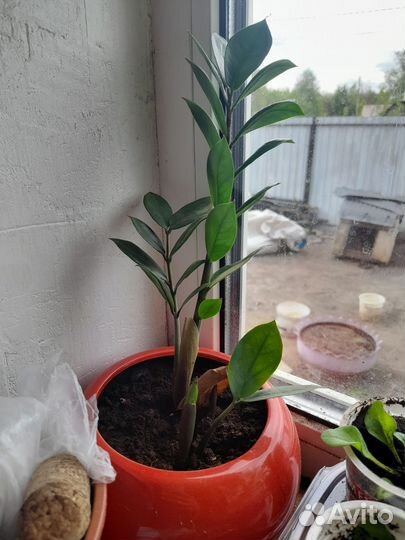 Замиокулькас и Калатея