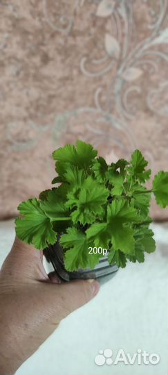 Пеларгония герань