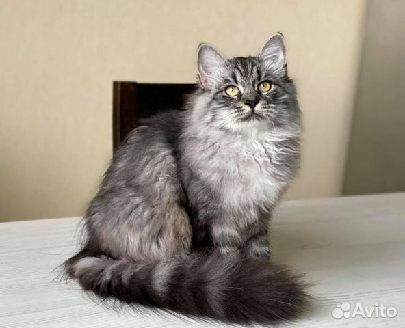 Породистый сибирский котенок