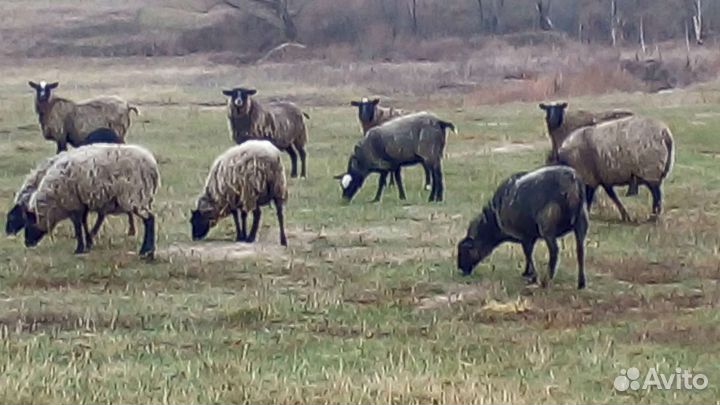 Романовские