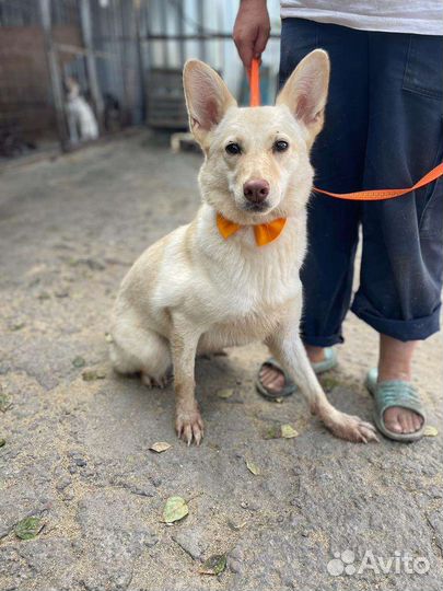 Собака в добрые руки из отлова