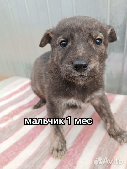Щенки мальчики и девочки. 1.5 месяца. Привезём