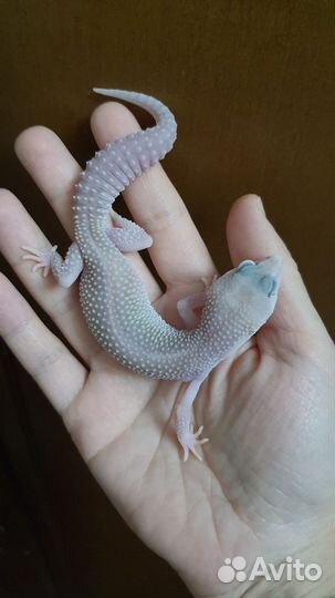 Близзард эублефар геккон