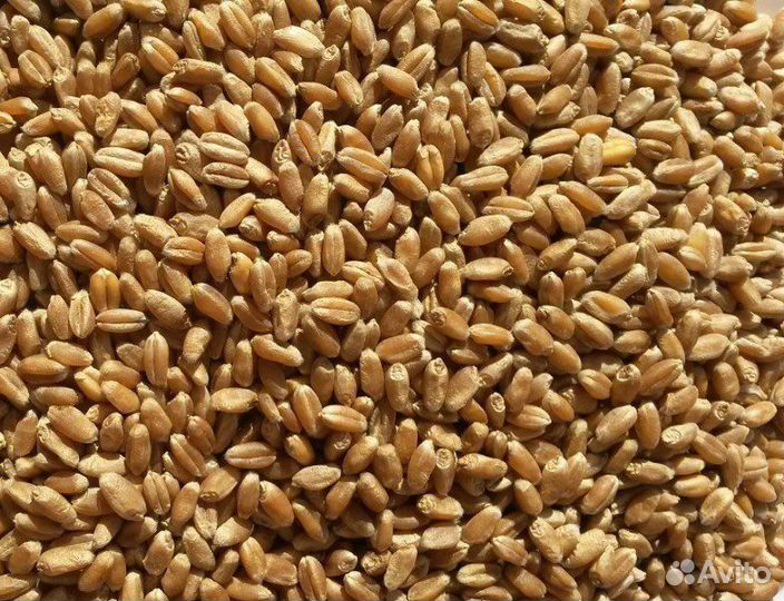 Пшеница с доставкой