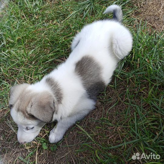 Кутята в добрые руки