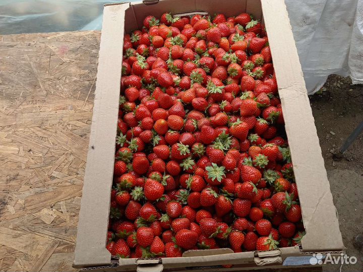 Клубника свежая домашняя