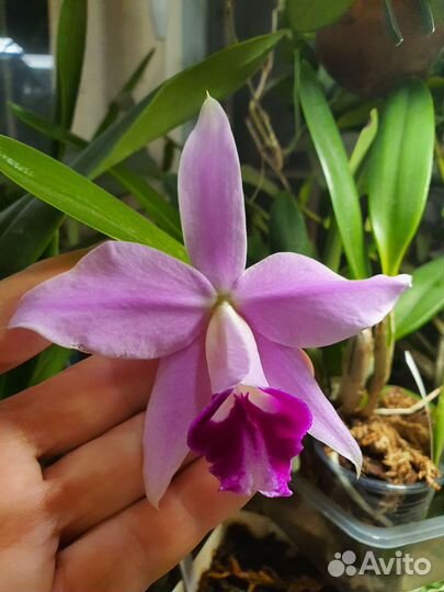 Cattleya, орхидеи, каттлеи