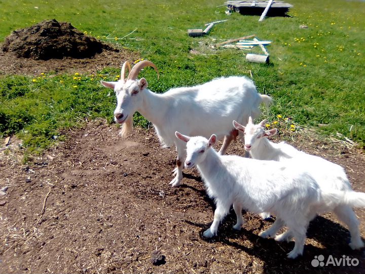 Козы и козлята