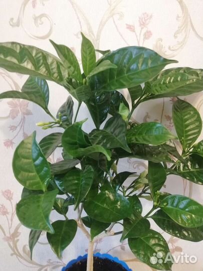 Табернемонтана