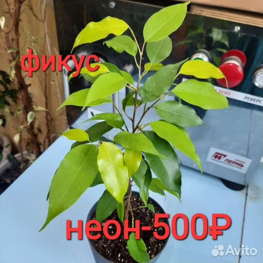 Фикус,сингониум, Сциндапсус