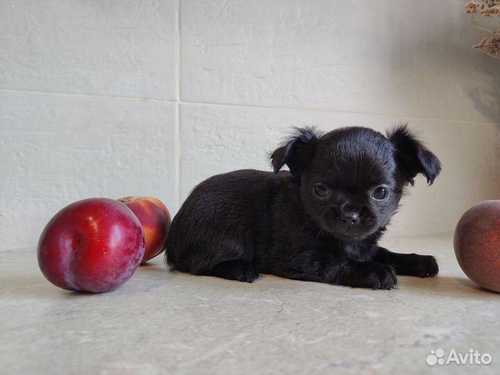 Чихуахуа девочка