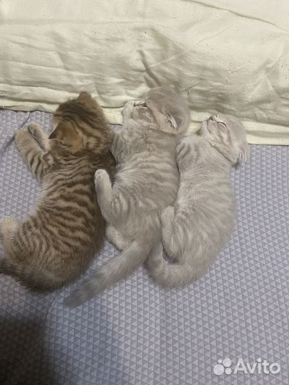 Шотландские котята