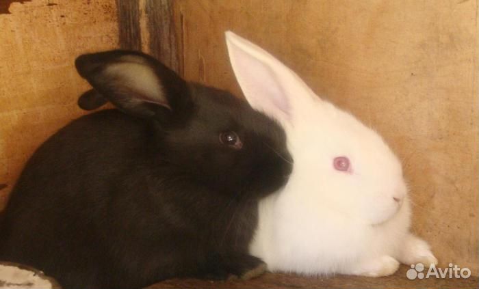 Продам 2 кролика