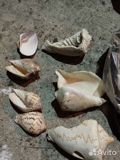 Морские ракушки раковины