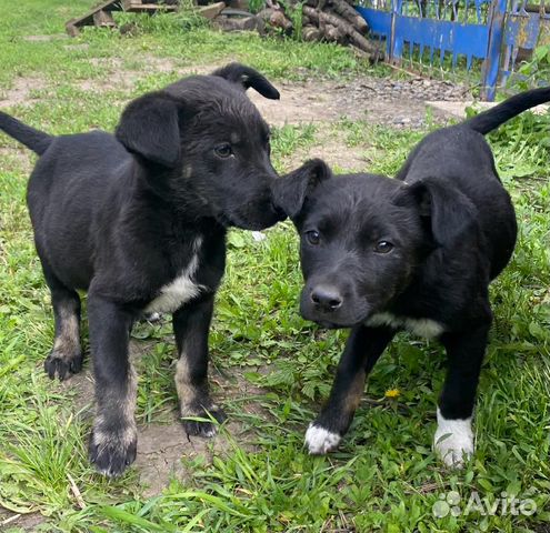 Щенок в добрые руки