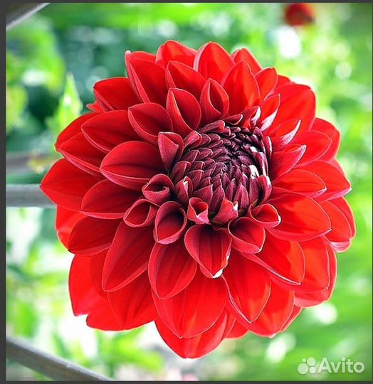 Растения садовые