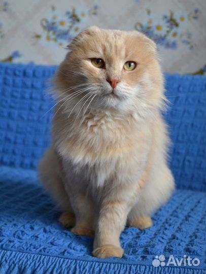 Кот в добрые руки