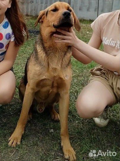 Помесь овчарки