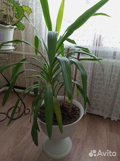 Юкка
