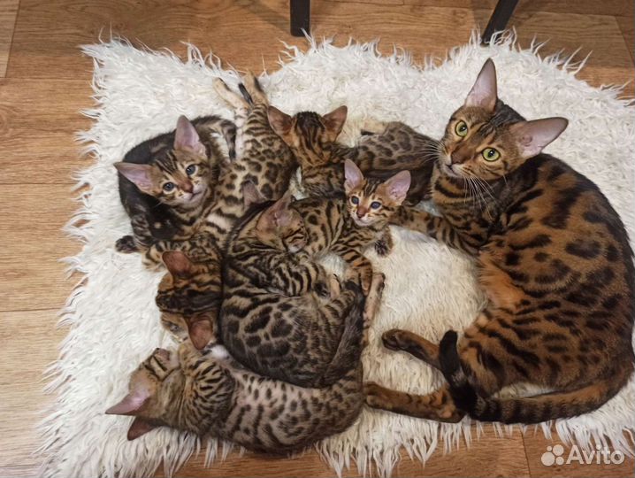 Бенгальские котята