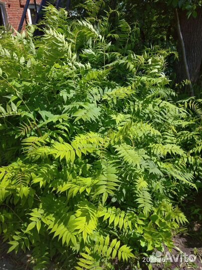 Калина и рябинник рябинолистный, роза.ежемалина