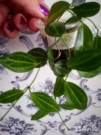 Дисхидия овата