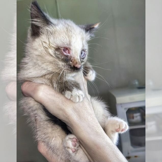 Котёнок в добрые руки