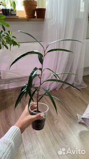 Фикус али, замиокулькас зензи