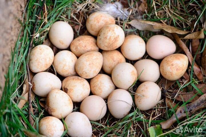 Яйцо цесарки