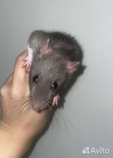 Крыса с клеткой