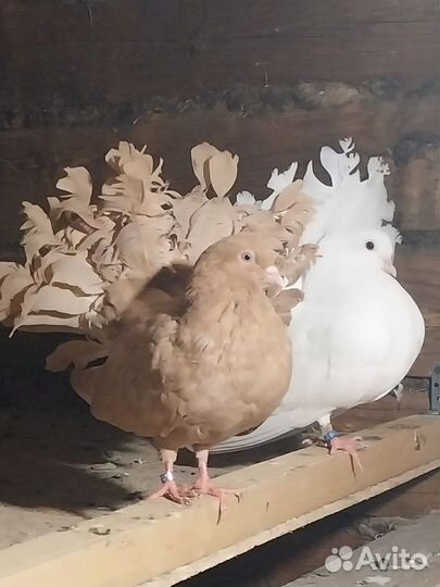 Продажа голубей