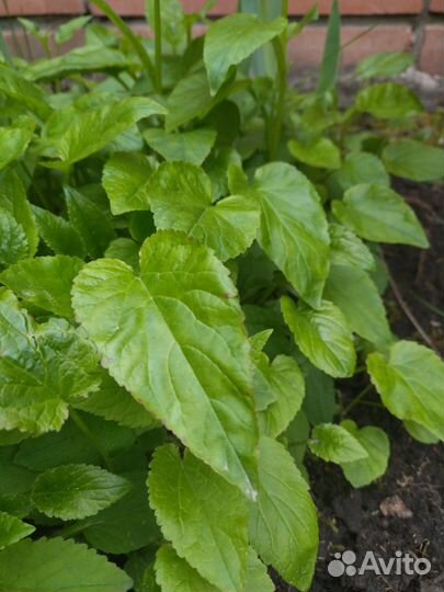 Саженцы многолетних растений